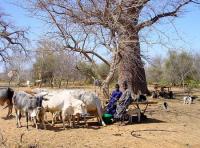 L'élevage pastoral demeure un système de vie et de production majeur des zones arides en Afrique © Cirad